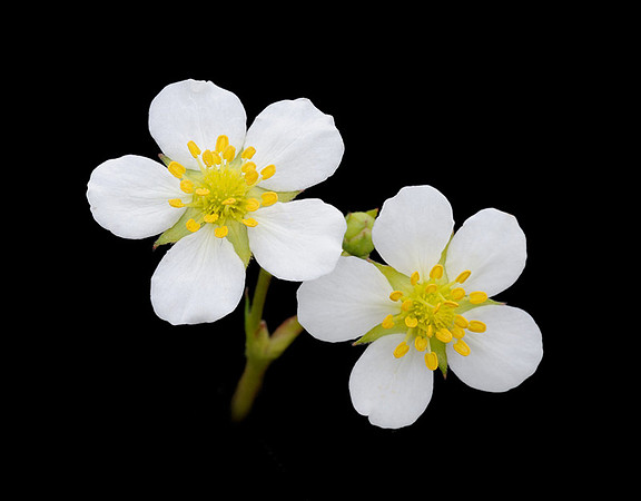 Fragaria virginiana  Duchesne (Wild strawberry), Kill Creek Park