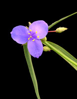 Tradescantia ohiensis (Common Spiderwort), Ernie Miller Park