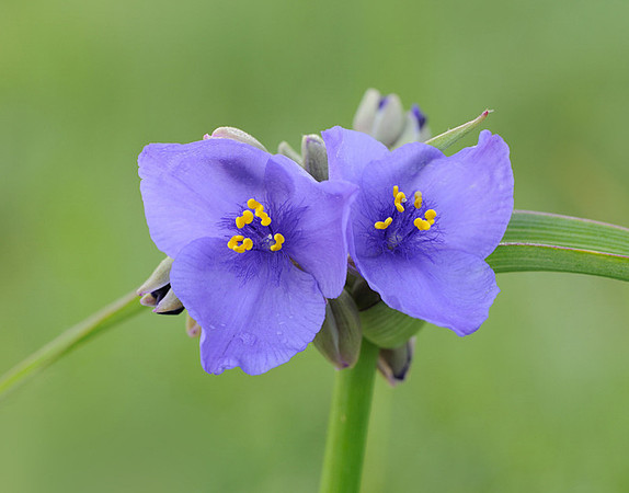 Tradescantia ohiensis (Common Spiderwort) #2, Kill Creek Park