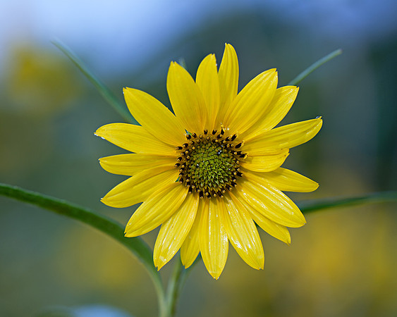 Helianthus maximiliani (Maximillian Sunflower) Prairie restoration, Shawnee Mission Park, Kansas