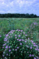 Wild Bergamot (Monarda fistulosa), Kill Creek Park, Olathe, Kansas