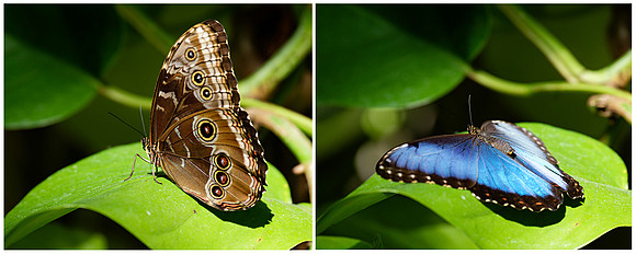 Morpho granadensis (Blue Morpho), Butterfly Conservatory, Ontario, Canada