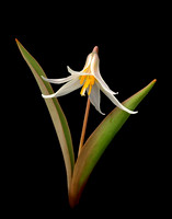 Erythronium mesochoreum (Prairie Trout Lily) #2, Ernie Miller Park