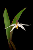 Erythronium mesochoreum (Prairie Trout Lily), Ernie Miller Park