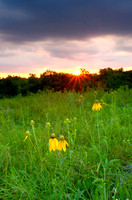 Ratibida pinnata (Grayhead Prairie Coneflower), Ernie Miller Park