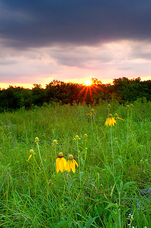 Ratibida pinnata (Grayhead Prairie Coneflower), Ernie Miller Park
