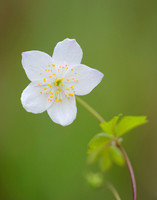 Enemion biternatum (False rue anemone), Shawnee Mission Park