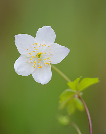 Enemion biternatum (False rue anemone), Shawnee Mission Park