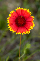Gaillardia pulchella (Indian Blanket Flower), Ernie Miller Park