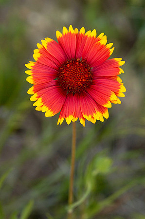 Gaillardia pulchella (Indian Blanket Flower), Ernie Miller Park