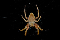 Spotted Orbweaver, Olathe, Kansas
