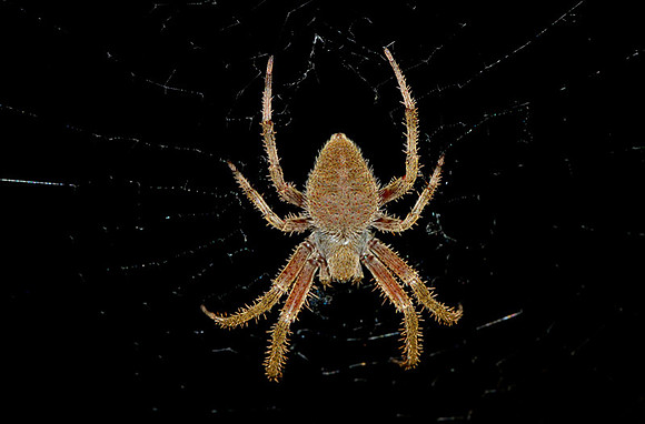 Spotted Orbweaver, Olathe, Kansas