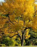 Green Ash (Fraxinus pennsylvanica), Shawnee Mission Park, Shawnee, Kansas