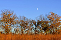 Moonrise and Fall Foliage, Kill Creek Park, Olathe, Kansas