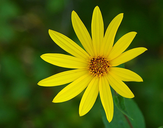 Helianthus tuberosus (Jerusalem Artichoke II), Kill Creek Park