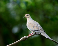 Mourning Dove (Zenaida macroura), Shawnee, Kansas