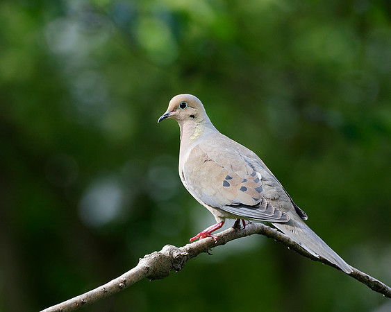 Mourning Dove (Zenaida macroura), Shawnee, Kansas