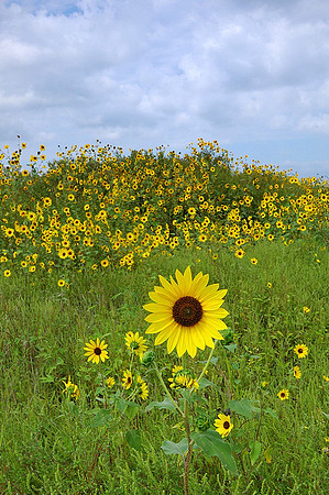 Helianthus petiolaris (Plains Sunflower 2), Olathe