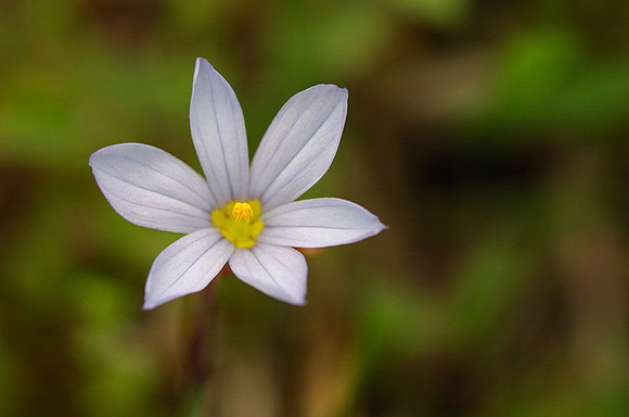 Sisyrinchium campestre (Blue-eyed grass), Kill Creek Park