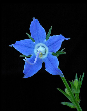 Campanulastrum americanum (American bellflower), Kill Creek Park