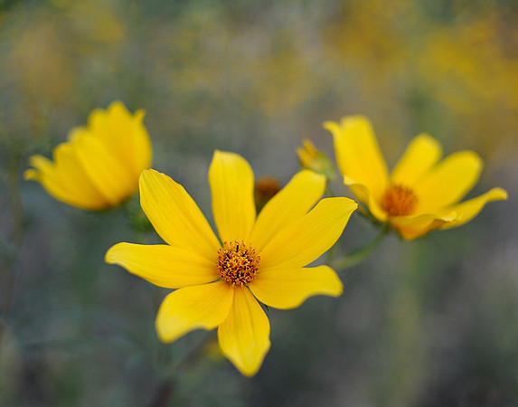 Bidens aristosa (Bearded beggarticks), Lenexa, Kansas