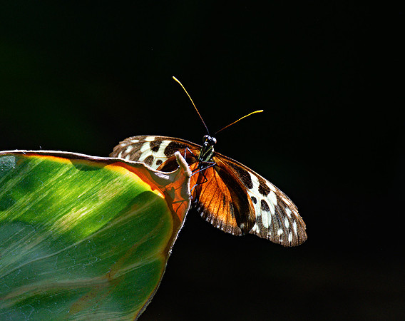 Heliconius hecale (Tiger Longwing), Butterfly Conservatory, Ontario, Canada