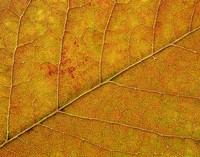 Ash Leaf Detail, Lenexa, Kansas