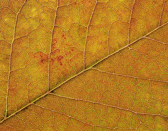 Ash Leaf Detail, Lenexa, Kansas