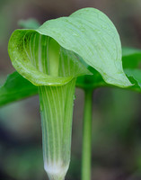 Arisaema triphyllum (Jack-in-the-pulpit), Ernie Miller Park