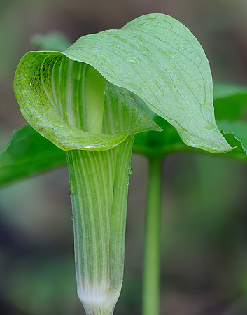 Arisaema triphyllum (Jack-in-the-pulpit), Ernie Miller Park