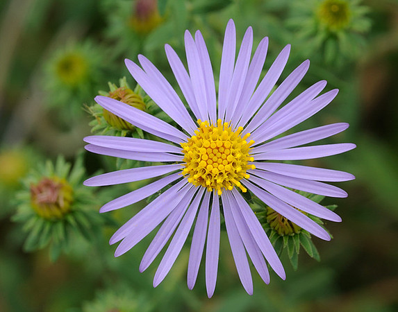 Symphyotrichum praealtum (Willowleaf Aster), Lenexa Streamway Park