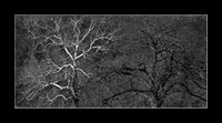 Sycamore and Oak, Shawnee Mission Park, Shawnee, Kansas