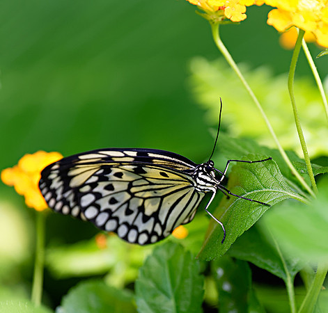 Idea leuconoe (Rice Paper), Butterfly Conservatory, Ontario, Canada