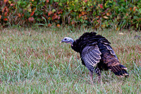 Wild Turkey, Shawnee Mission Park, Shawnee, Kansas