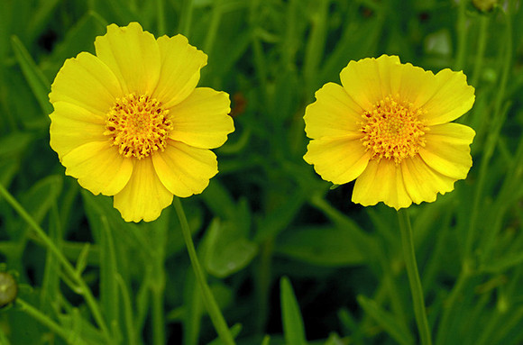 Bidens aristosa (Coreopsis), Kill Creek Park