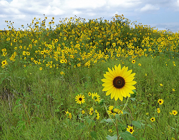 Helianthus petiolaris (Plains Sunflower), Olathe