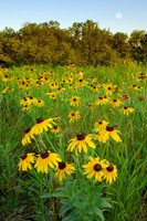 Rudbeckia hirta (Black-eyed susan), Ernie Miller Park