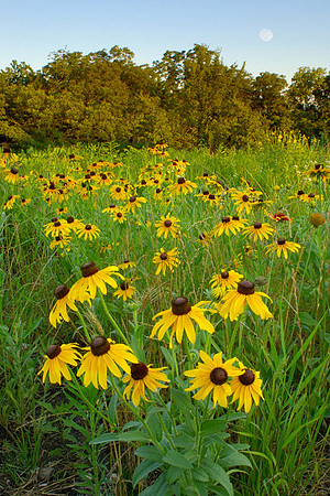 Rudbeckia hirta (Black-eyed susan), Ernie Miller Park