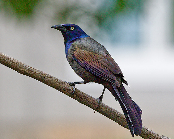Common Grackle (Quiscalus quiscula), Shawnee, Kansas