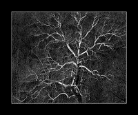 Sycamore, Shawnee Mission Park, Shawnee, Kansas