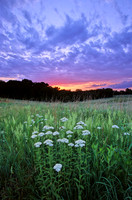 Western Yarrow (Achillea Millefolium), Kill Creek Park, Olathe, Kansas