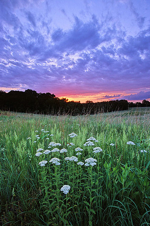 Western Yarrow (Achillea Millefolium), Kill Creek Park, Olathe, Kansas