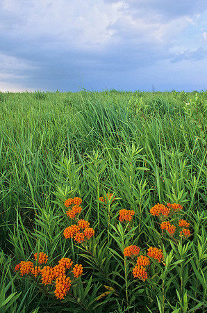 Asclepias tuberosa (Butterfly milkweed), Kill Creek Park