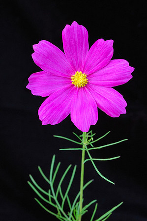 Cosmos bipinnatus (Garden Cosmos), Kill Creek Park