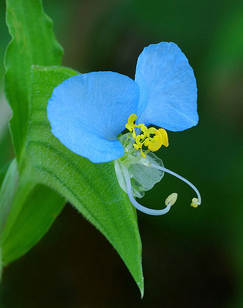Commelina communis (Dayflower), Kill Creek Park