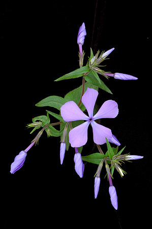 Phlox divaricata (Blue Phlox), Round Top Mountain Trail, Jasper, Arkansas