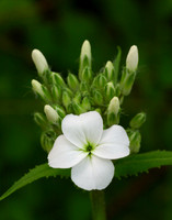 Hesperis matronalis (Dame's Rocket), Ernie Miller Park