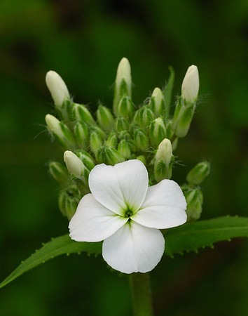 Hesperis matronalis (Dame's Rocket), Ernie Miller Park