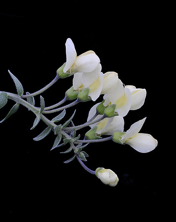 Baptisia alba (White wild indigo), Kill Creek Park