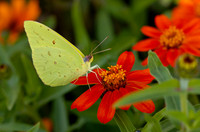 Cloudless Sulphur (Phoebis sennae), Kill Creek Park, Olathe, Kansas